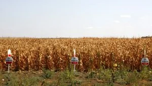царевица