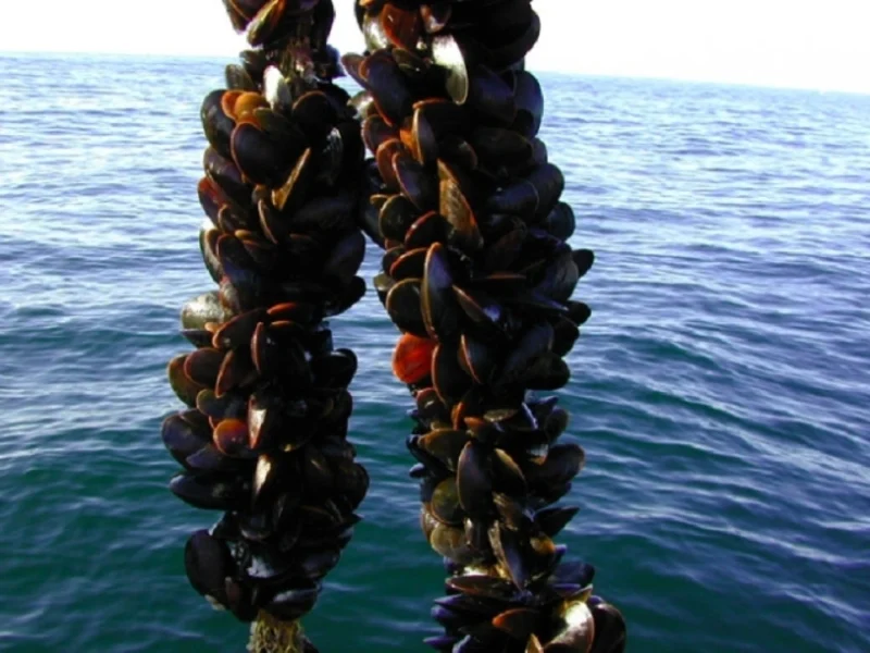 Migration Image
