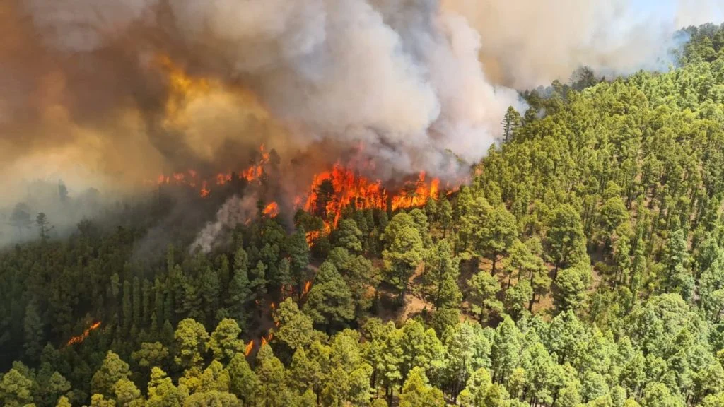 Горски пожар на Тенерифе наложи евакуация на четири села 3 forest fire tenerife july 2022 los realejos 1200 675.1658419240 1024x576.jpg.wpt4 1736686 9b09f2ce21 5