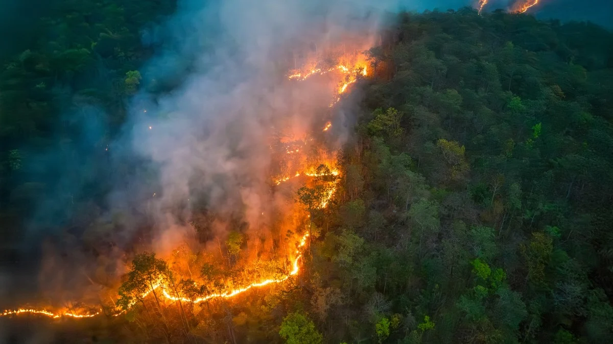 global forest loss 2024 driven by record fires