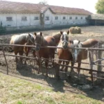 Кабиюк