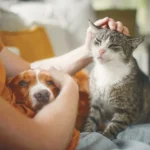 Нови правила за защита на домашните любимци в ЕС