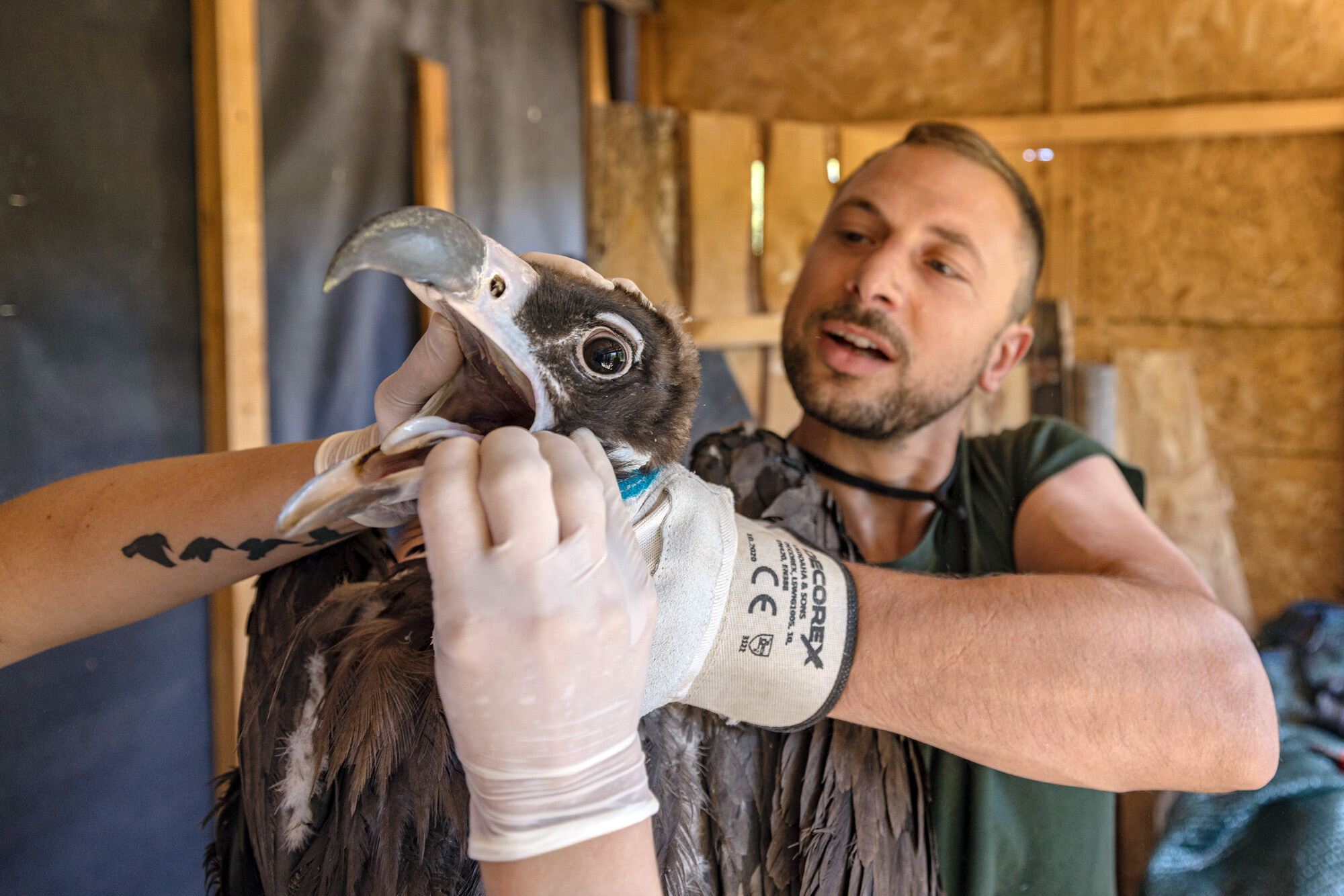 Още шест черни лешояди от Испания пристигнаха в Източните Родопи