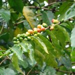 Кафе арабика_Coffea_arabica