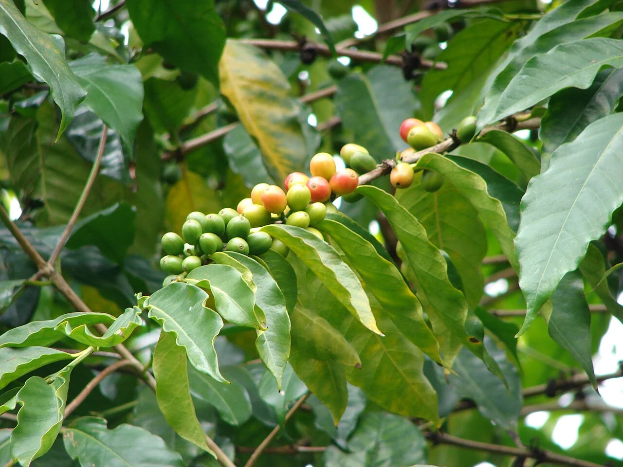 Кафе арабика_Coffea_arabica