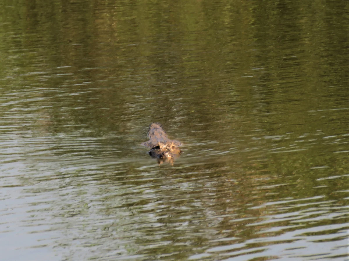kaiman ni nabludava dokato se otdalechavame