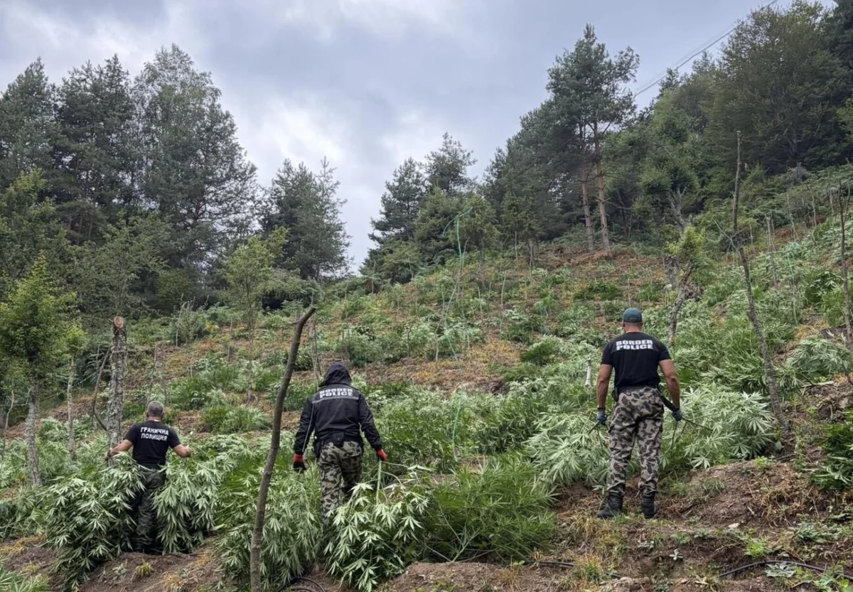 kanabis pirin2
