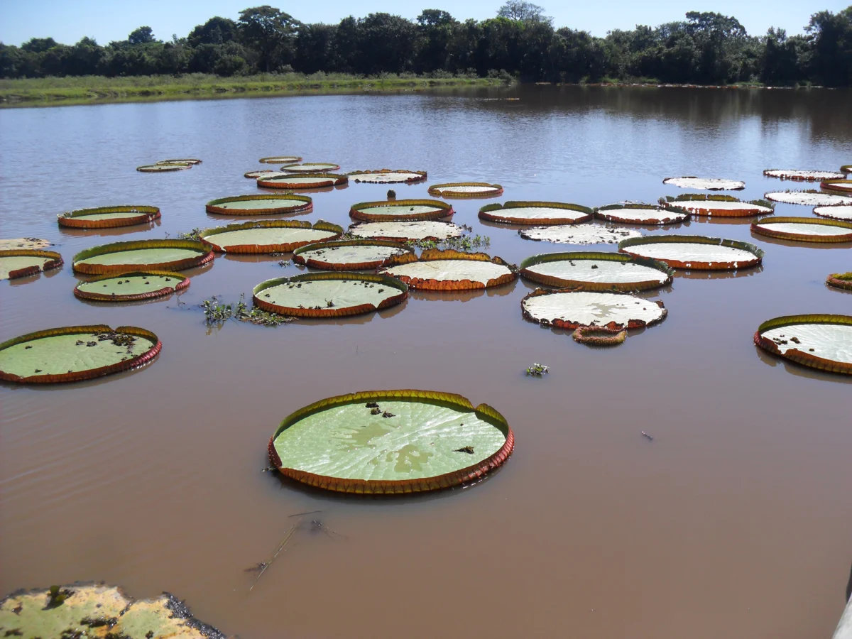 listata na victoria amazonia nai golqmata vodna liliq v sveta. nqkoi dostigat 3 m. i mogat da izdurjat do 36 kg