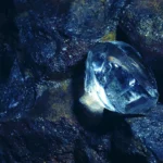 De Beers открива ново кимберлитово находище в Ангола за 30 години търсене