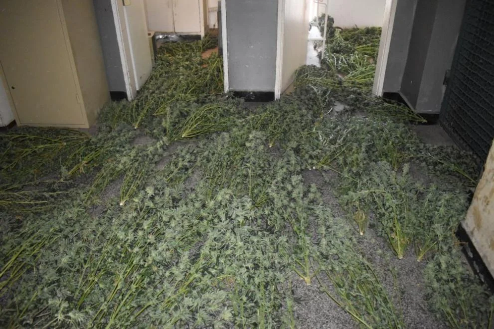 marihuana zmejovo1