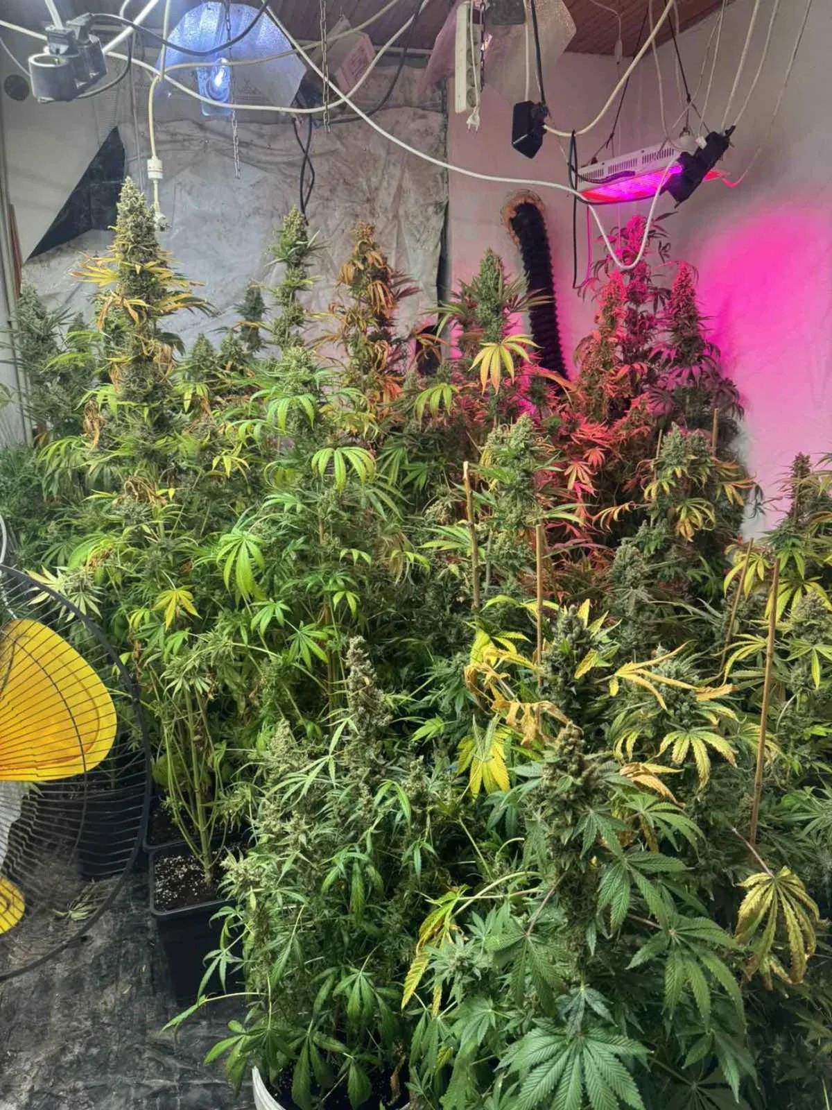 марихуана село бреница