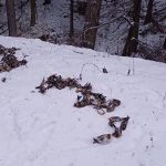 1007 са мъртвите птици вследствие на новогодишната заря в Копривщица