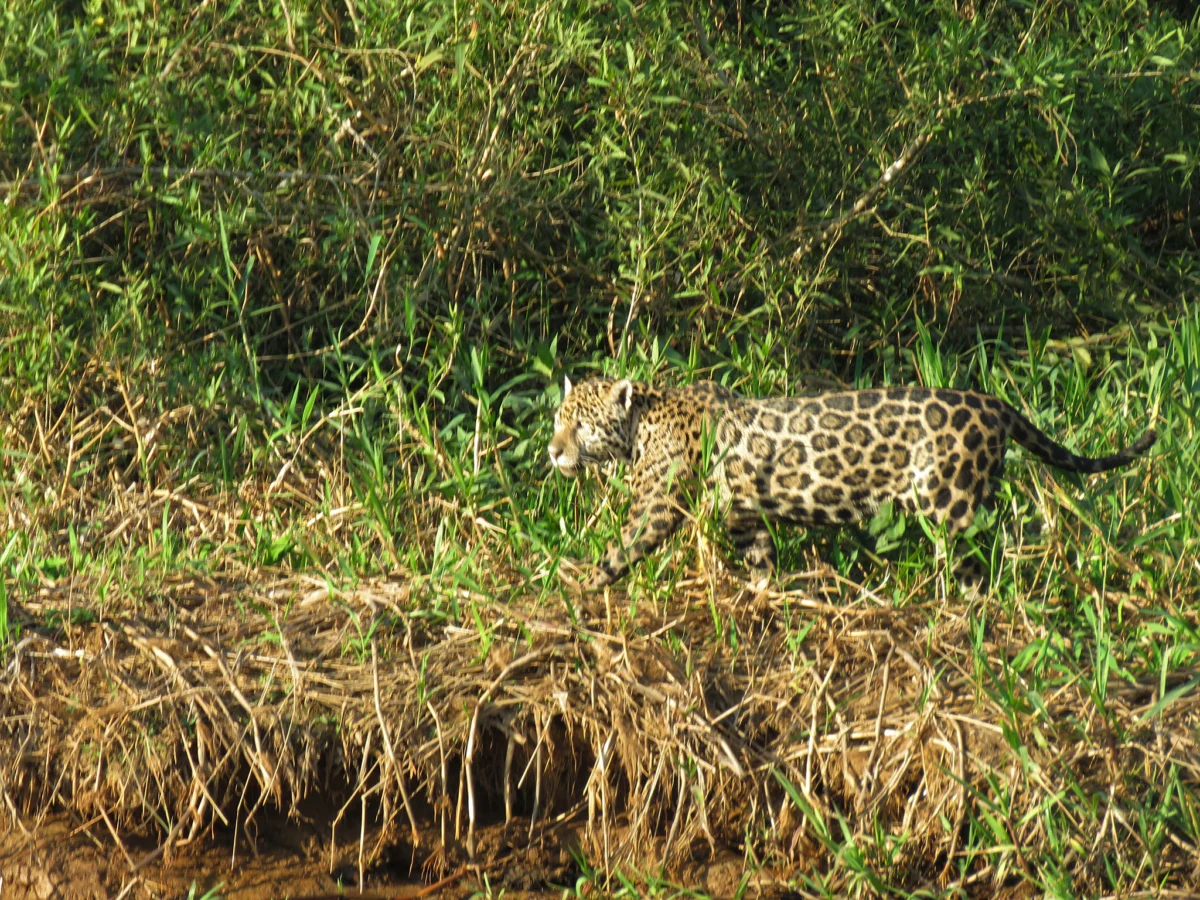 nabludavahme tozi qguar pochti nqkolko minuti predi da mu pisne ot nas da mu plashim plqchkata i da se skrie v djunglata 3