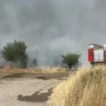 Острица