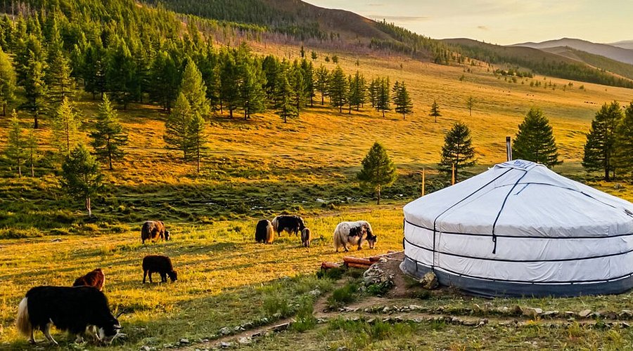 our yaks round a camp