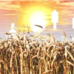 BSC: Екстремните метеорологични условия водят до скок на цените на храните по света