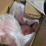 БАБХ откри над 2.2 тона храни без етикети в автобуси край Созопол