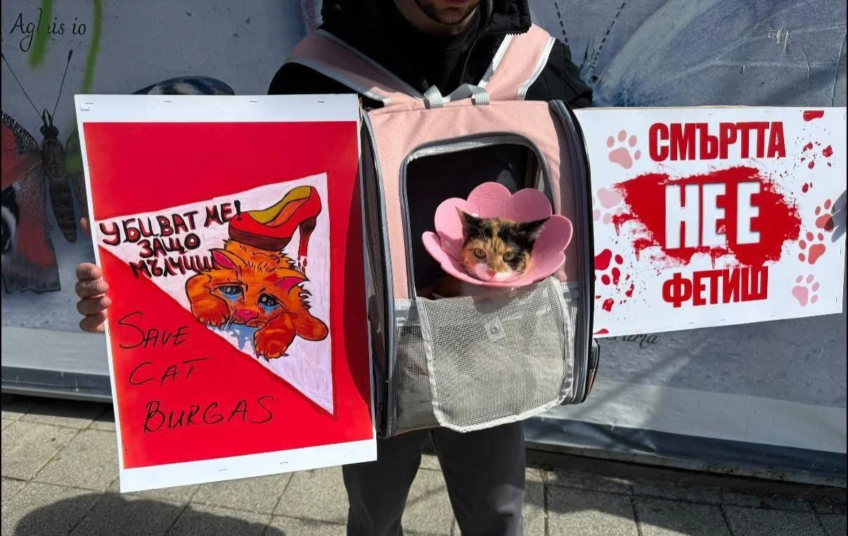 В над 20 града у нас се проведоха протести срещу насилието над животни