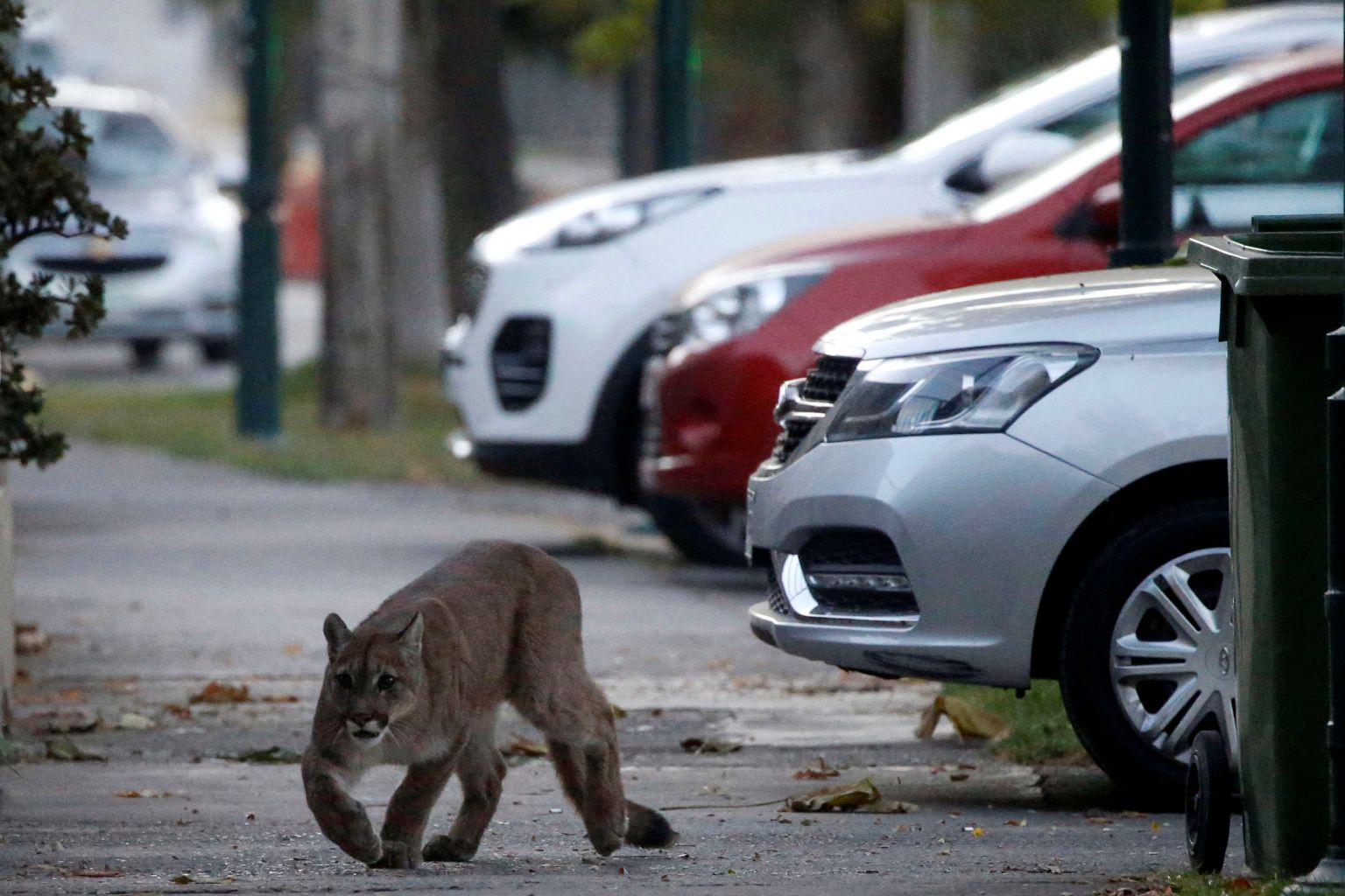 puma