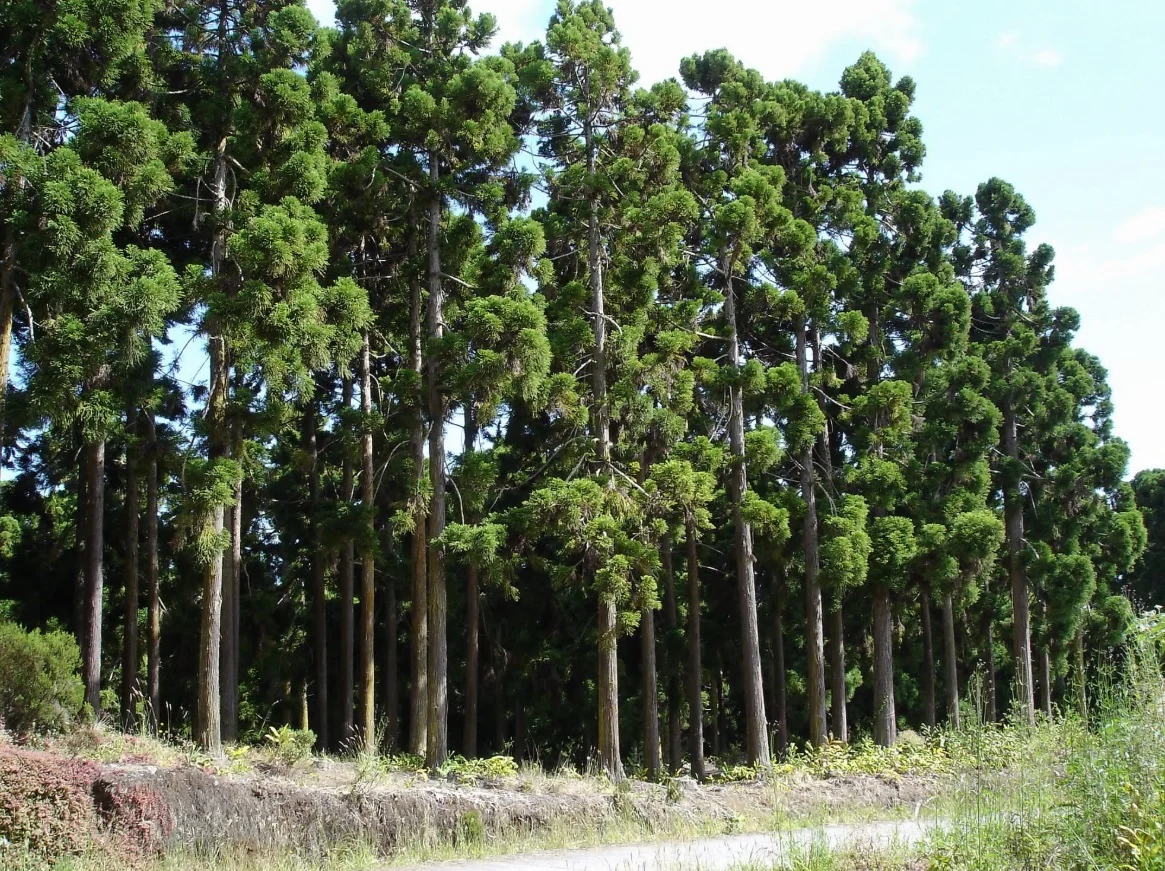 reshenie sresthu obezlesyavaneto