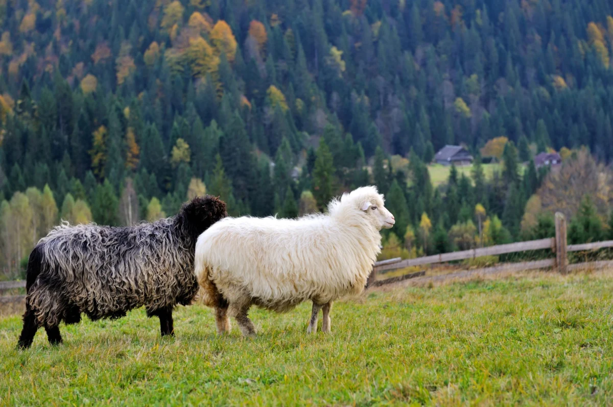 Румъния: Четирима са обвинени в престъпна схема, осигурила 2.2 милиона евро за пасища.