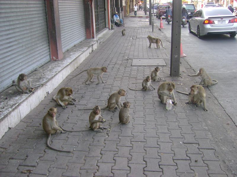 singe