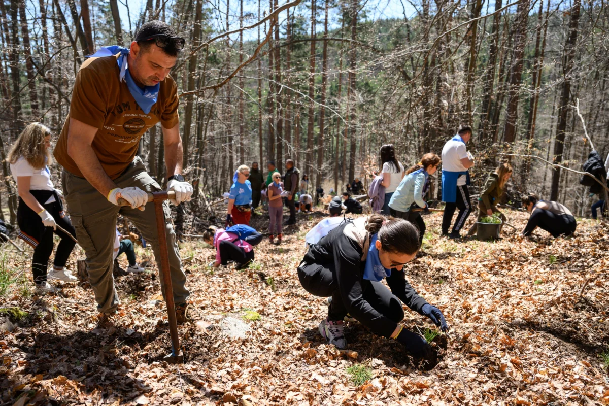 Синята гора на ОББ расте вече и в Плана планина