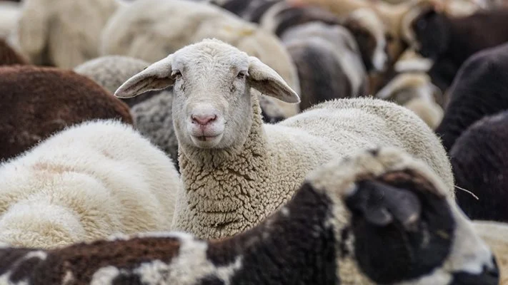 животновъди, стада