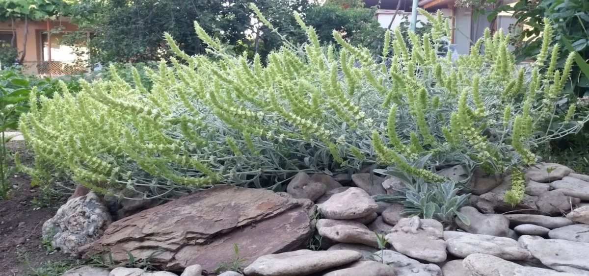 странджански билков чай