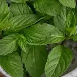 Какво се случва с кръвното ви налягане, когато използвате масло от мента