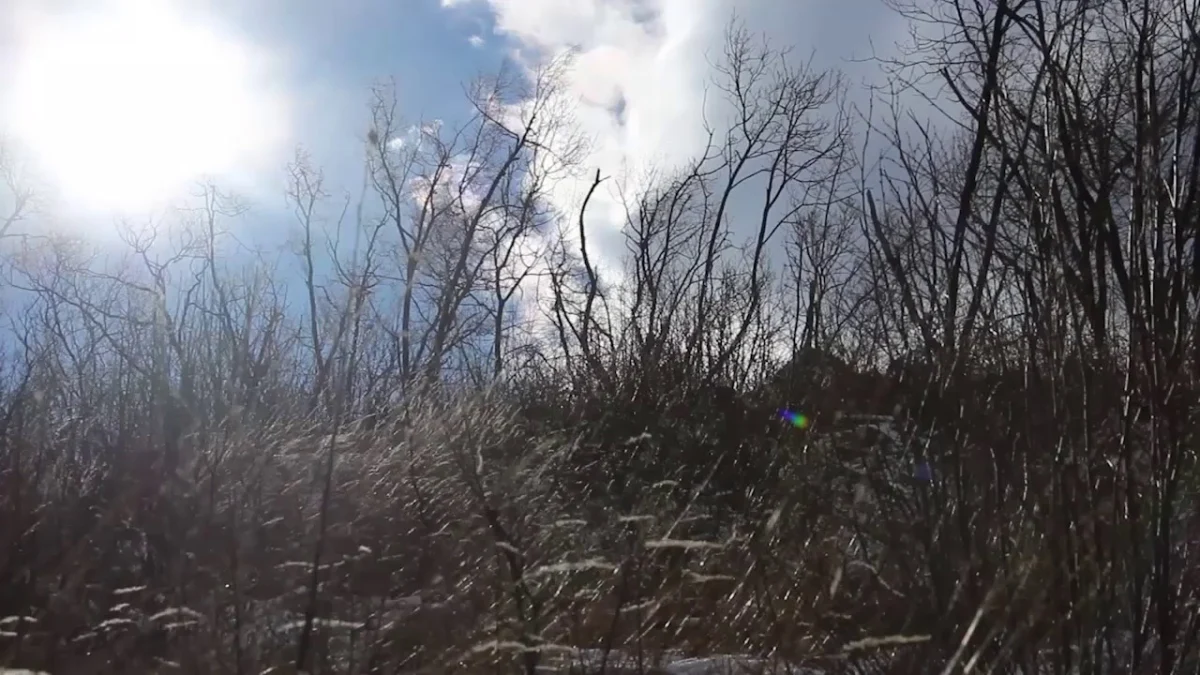 Жена загина в София заради ураганния вятър съобщи БТА Около