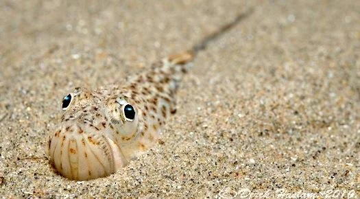 Кои са отровните риби в нашето Черно море? 1 weever fish.jpg.wpt4 1735395 9b09f2ce21 0