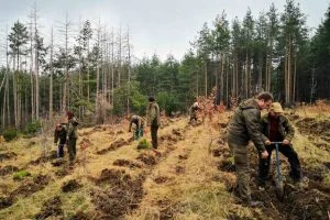 седмицата на гората