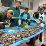 Близо 600 птици са загинали край Копривщица заради новогодишната заря