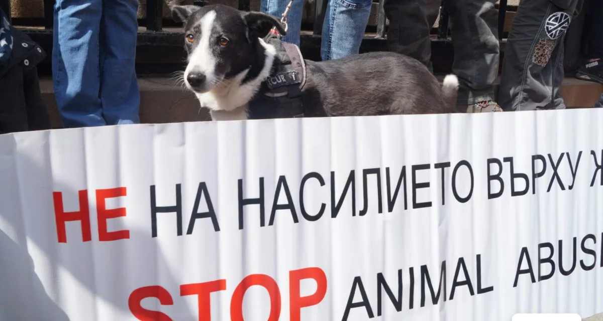 Из цялата страна граждани протестираха срещу насилието над животни